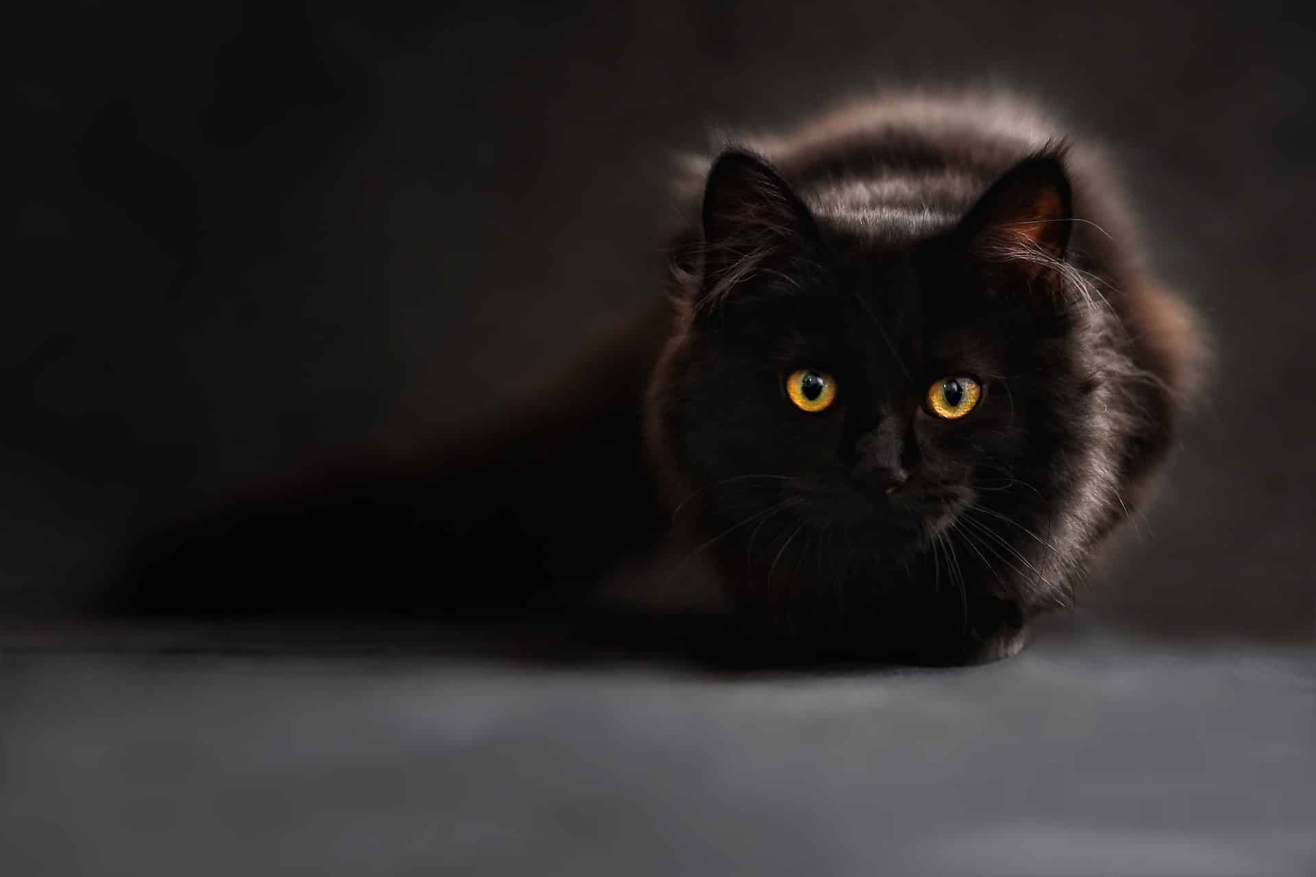 Êtes-vous un chat noir?